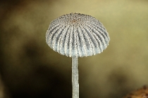 Hnojník Řásnatý